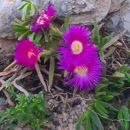Al Ficodindia Scopello (Sicily)