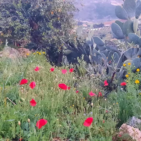 Casa vacanze Al Ficodindia *